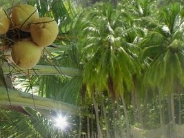 Haïti - Agriculture : Projet de plantation de plusieurs millions de cocotiers