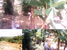 Haiti - Social : Flooding of the River Provence in Bas-Tapion
