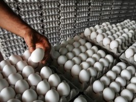 Haiti - Economy : Import ban on Dominican eggs, more political than sanitary