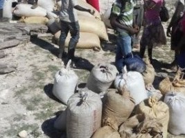 Haiti - Security : 34 bags of coffee seized and 24 Haitians arrested