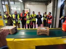 Haiti - Economy : The first Haitian bananas have arrived in Europe