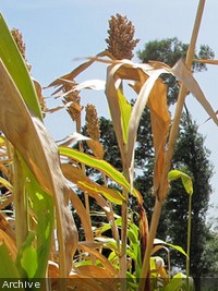 Haiti - Agriculture : Millet plantations ravaged, huge loss