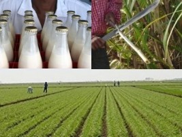 Haiti - Agriculture : Closing of the ambitious project «PWOFIPA'N»