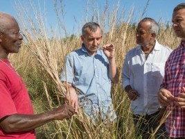 Haiti - Agriculture : New partnership in the sector of Vetiver