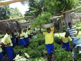 Haiti - Education : The PROMODEV encourages schools to create school gardens