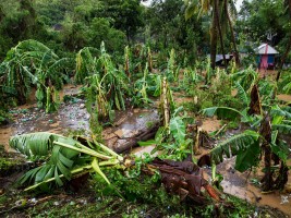 Haiti - Agriculture : Situation report and support from FAO