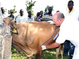 Haiti - Agriculture : FAO Veterinary Caravans