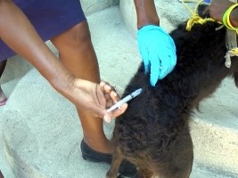 Haiti - Health : Launch of national rabies vaccination campaign
