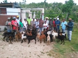 Haiti - Agriculture : Goat recovery in the South only 30% of the promises made