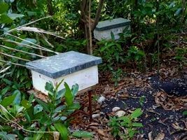 Haiti - Agriculture : Beekeeping an alternative activity for fishermen in St-Jean du Sud