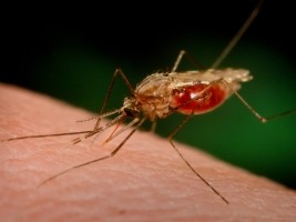 Haiti - DR : PAHO awards a prize to a binational project against malaria