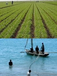 Haiti - Canada : Economic recovery for 4,500 farm families and fishermen in the Northwest