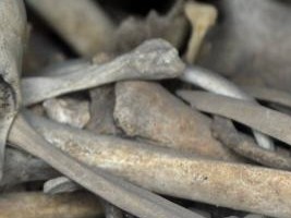 Haiti - Case Legagneur : Bones of a body without head found in Grand Ravine