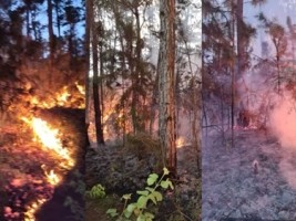 Haiti - Environment : Nearly 30 hectares of the Pine Forest destroyed by arson