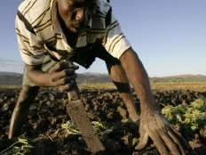 Haiti - Agriculture : Peasants trained in agro-ecology