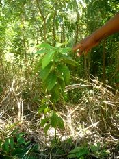 Haiti - Environment : Conservation of soil and reforestation in Savane Carré