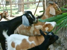 Haiti - Agriculture : Distribution of young goats to small farmers