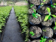 Haiti - Environment : Ambitious plan for reforestation and land management