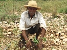 Haiti - Environment : Self-financing model in agroforestry