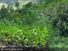Haiti - Environment : A socially responsible reforestation project