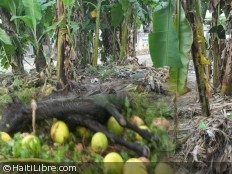 Haïti - Agriculture : Secteur agricole très exposé et peu assuré...