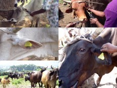 Haïti - Agriculture : Lancement de la campagne d'identification des bœufs