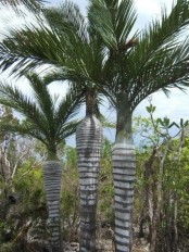Haiti - Environment : 42% of palms, are threatened on the island