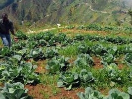Haïti - Agriculture : $15 millions de la BID pour augmenter la productivité agricole
