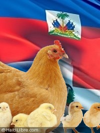 Haïti - Économie : Vers une levée de l’interdiction des produits avicoles dominicains...?