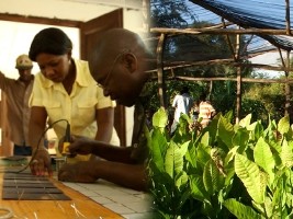 Haïti - Social : Énergie et environnement dans le Plateau Central