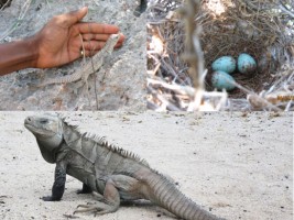 Haiti - Environment : Towards the creation of a wildlife sanctuary in Anse-à-Pitres