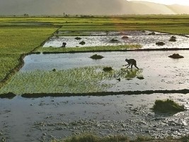Haïti - Agriculture : Réhabilitation d’un canal d’irrigation à Nan Valette