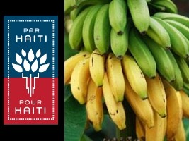 Haiti - Agriculture : Launching of an intensive program of banana production