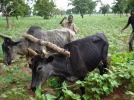 Haïti - Agriculture : Ambitieux projet pour renforcer l’entreprenariat rural