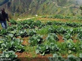 Haiti - Agriculture : The 2013-2014 agricultural year promises to be good