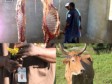 Haiti - Agriculture : Livestock Identification and control of slaughter in the West
