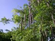 Haiti - Agriculture : The Moringa a national and international market for small farmers