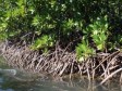 Haïti - Environnement : Situation des mangroves extrêmement préoccupante