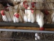 Haïti - Agriculture : La reconquête du marché des produits avicoles en bonne voie