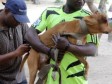 Haiti - Health : Vaccination of 500,000 dogs against rabies...