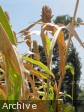 Haiti - Agriculture : Millet plantations ravaged, huge loss