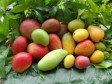 Haiti - Agriculture : Launch of the mango season