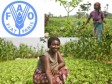 Haiti - Agriculture : FAO supports Haitian women in the agricultural sector