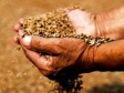 Haiti - Agriculture : Towards a Haitian seed policy