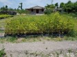 Haiti - Environment : Bamboo against the devastating impacts of water