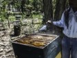 Haiti - Environment : Development of the beekeeping industry in the South