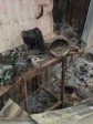 Haiti - FLASH : Christians burn a voodoo temple
