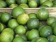 Haïti - Économie : Les haïtiens aiment beaucoup les citrons aigres dominicains