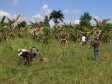 Haiti - Agriculture : Winter campaign good harvest of beans for Maïssade producers