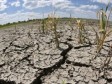 Haiti - Agriculture : The drought hits hard Artibonite for nearly 6 months